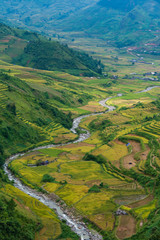 Poster - Mu Cang Chai terraces rice fields in harvest season