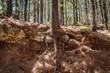 tree root in forest ground cross section - pine tree forest