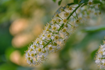 Poster - chokecherry tree in bloom