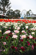 © jacquimartin - Beautiful display of tulips in a variety of colours at Floriade, Canberra