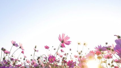 Wall Mural - Pink cosmos swaying in wind in sunny day. Copy space, isolated.