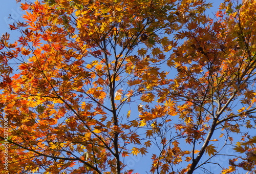 Beautiful background of seasonal colorful trees and blue sky landscape ...