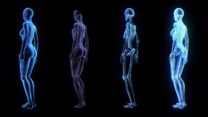 human female anatomy 3d animation biology science technology