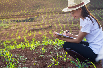 Wall Mural - Agronomist examining plant in corn field, Female researchers are examining and taking notes in the corn seed field.