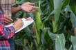 © Tinnakorn - Agronomist examining plant in corn field,  Couple farmer and researcher analyzing corn plant.