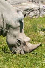 Nashorn Close Up