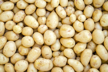 young potatoes in bulk in a box