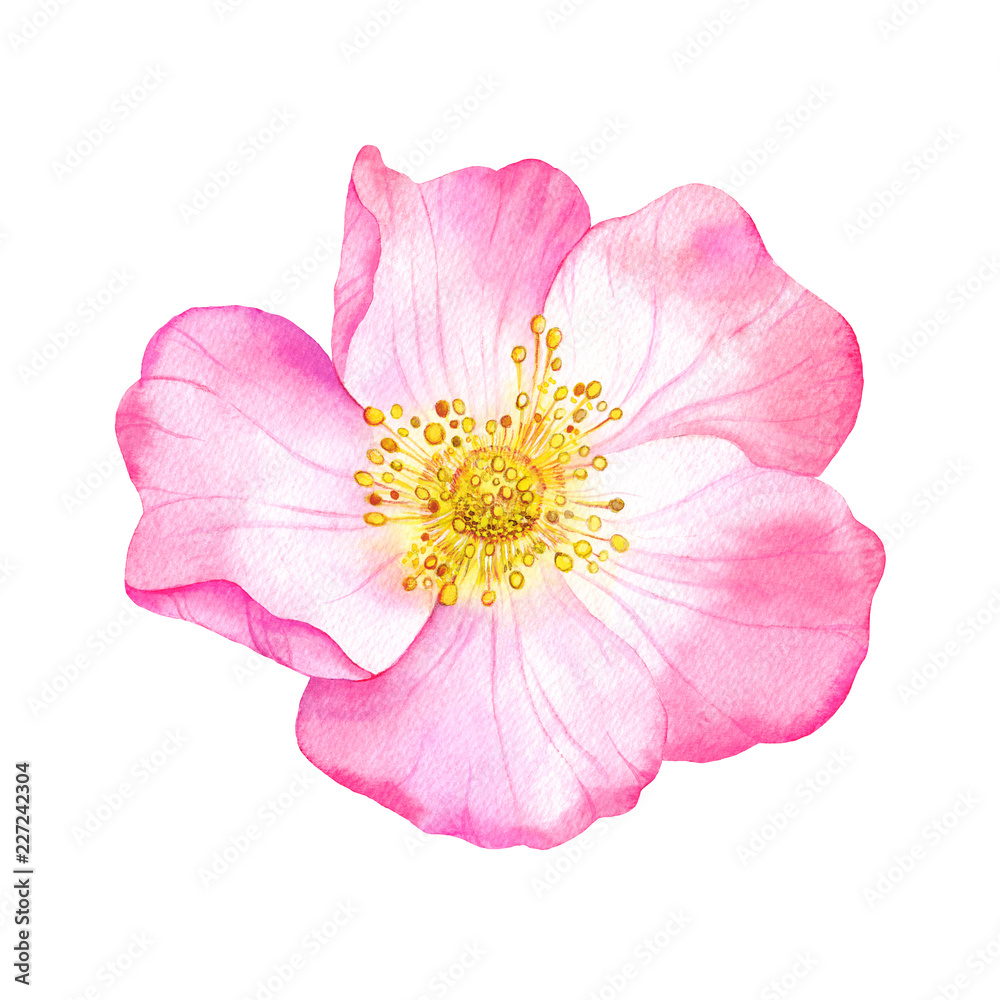 Watercolor pink flower of wild rose. Рainted botanical illustration ...