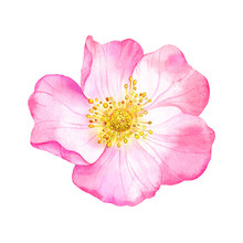 Watercolor Pink Flower Of Wild Rose. Рainted Botanical Illustration. Hand Drawn Floral Element Isolated On White Background.