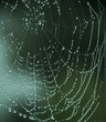 water droplets on spiders web