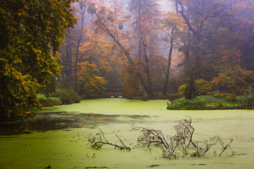 Poster - Golden shine autumn panorama scene in the park, the morning sun shining through the trees and fog.