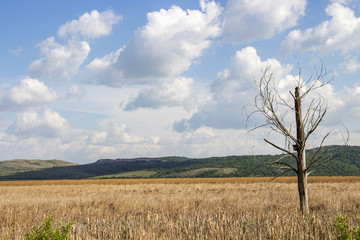 Dried poplar tree with a birdhouse at the Dragoman natural karst Wetland in Sofia Province, Bulgaria - the biggest Bulgarian natural karst wetland and protected sanctuary for birds