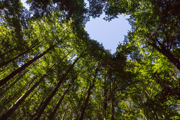 forest with heart shaped blue sky