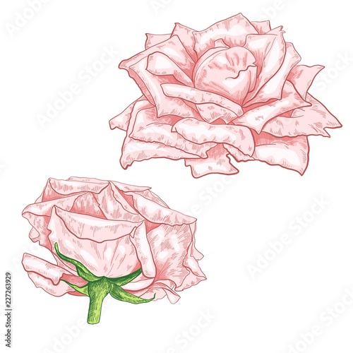 Featured image of post Rose Flower Sketch Photo 450x396 flower sketch stock photos