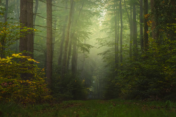 magic autumn forest, romantic, misty, foggy landscape