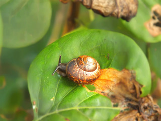 snail on leaf