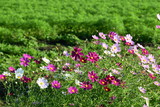 Fototapeta Lawenda - コスモスの花