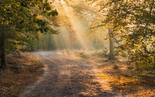 Early Morning Sunlight In An European Forest With A Path And Fog