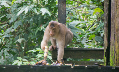 Wild Macaques in the island of Borneo; Malaysia