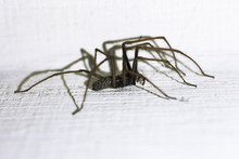 Tegenaria Domestica. Barn Funnel Weaver, Common Domestic House Spider