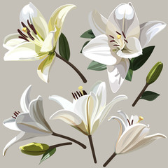 Wall Mural - White flowers of Lily on light background.