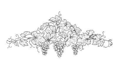 Wall Mural - Hand Drawn Decoration with Grape Branches