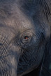 Elephant telling a story through his eyes