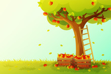 Apple Tree Harvest In Orchard. Wooden Ladder And Crate Full Of Red Apples. Autumn Season. Vector Illustration