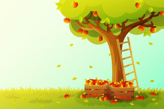 apple tree harvest in orchard. wooden ladder and crate full of red apples. autumn season. vector ill