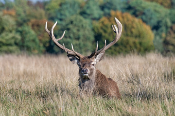Poster - A close up of the head and antlers of a buck farrow deer. The portrait is a profile and the deer is looking left