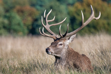 Poster - A close up of the head and antlers of a buck farrow deer. The portrait is a profile and the deer is looking left