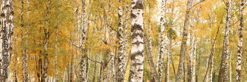 Foto-Schiebegardine mit Schienensystem - beautiful scene with birches in yellow autumn birch forest in october among other birches in birch grove (von yarbeer)