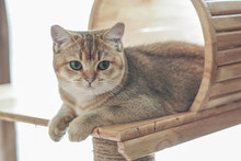 British Shorthair Cat On A Cat Tree