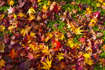 Wall Mural - autumn scene atmosphere in kyoto, japan.