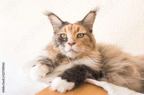 Blue Tortie Tabby With White Maine Coon Cat On Top Of Cat