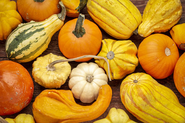 Wall Mural - background of winter squash and gourds