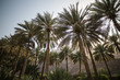 Palmen im Oman