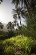 Saftig Grüne Oase im Oman
