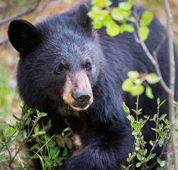 black bear in the wild
