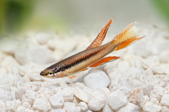 Lagos Red Killifish aquarium fish Killi Aphyosemion bitaeniatum 