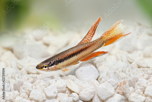 Fotografia, Obraz Lagos Red Killifish aquarium fish Killi Aphyosemion bitaeniatum
