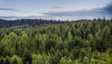 Fototapeta Tęcza - spruce forest landscape