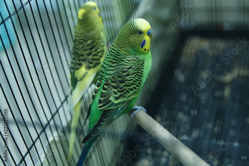 Rosy Faced Lovebird Parrot In A Cage Birds Inseparable Budgerigar On The Cage Rosy Faced Lovebird Parrot In A Cage Birds Inseparable Budgerigar On The Cage