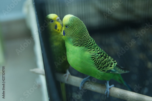 Green Parrot In The Cage Budgie Parakeets Green Wavy Parrot Sits In A Cage Rosy Faced Lovebird Parrot In A Cage Birds Inseparable Green Parrot In The Cage Budgie Parakeets Green Wavy Parrot Sits In A Cage Rosy Faced Lovebird Parrot In A Cage Birds Inseparable