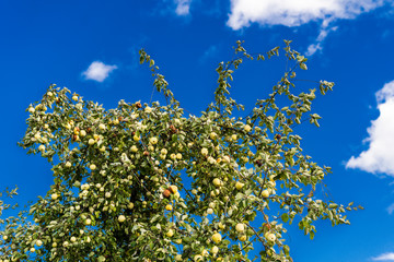 Close up of apple tree with blue skies and clouds with shallow depth of field