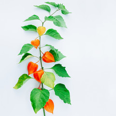 Wall Mural - Orange Flower of physalis alkekengi isolated