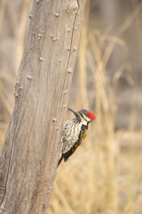 A Yellow flameback woodpecker inside pench tiger reserve