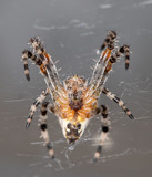 Fototapeta Tulipany - House Spider
