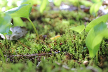 Moss and young green plants in the forest