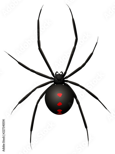 Fotomural Vector illustration of a black widow spider.